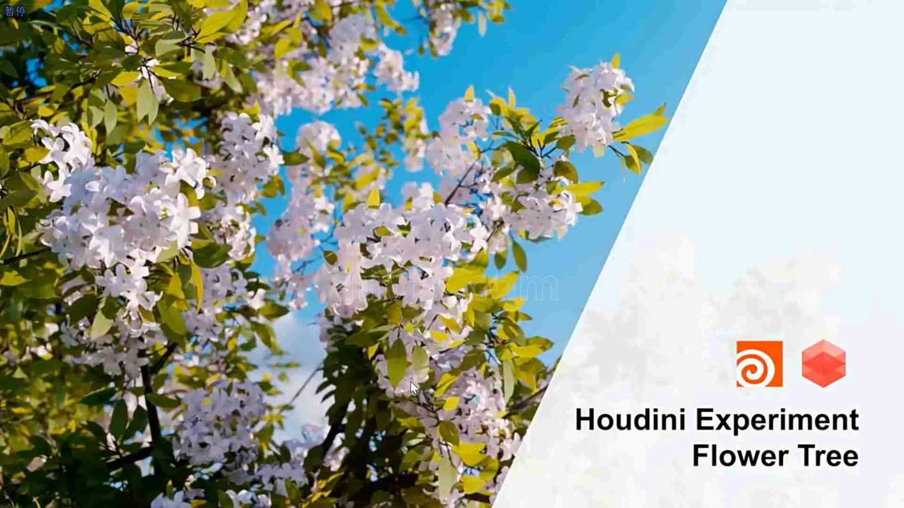 Houdini19.5唯美花树摆动制作hip文件