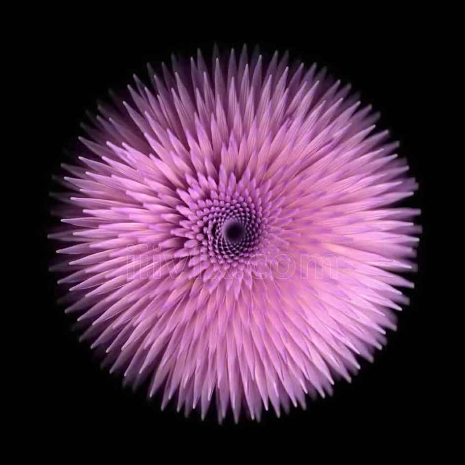 houdini植物开花b工程文件