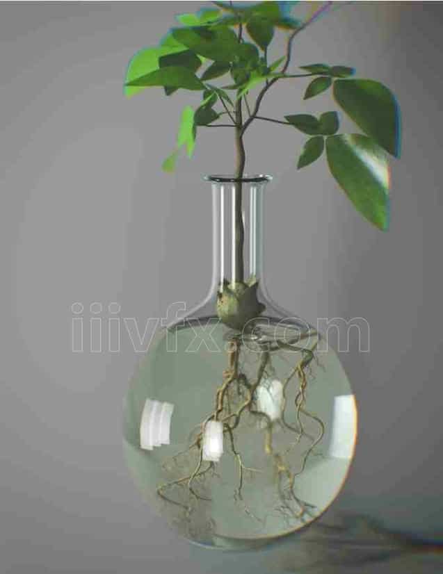 水瓶植物hip工程